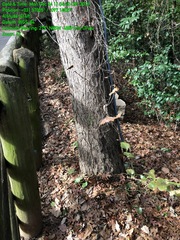 Quercus sinuata sinuata