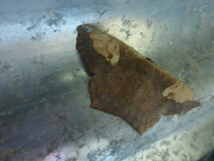 Paragonia cruraria