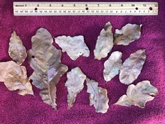 Quercus sinuata sinuata