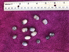 Quercus sinuata sinuata