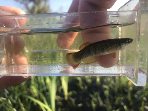 Plains topminnow (Fundulus sciadicus) — Fundulidae — 3