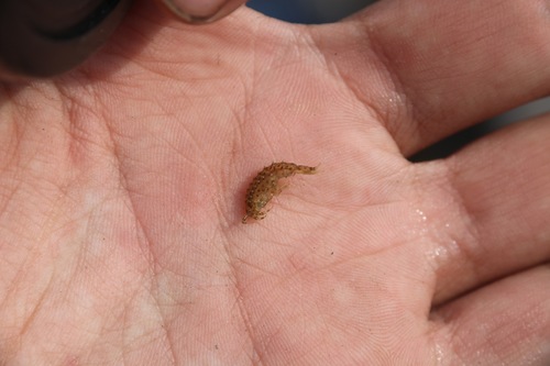 Pallaseidae