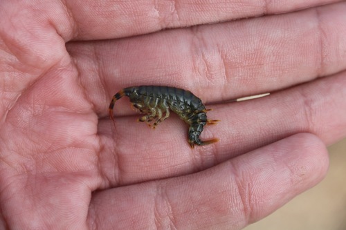 Eulimnogammarus verrucosus