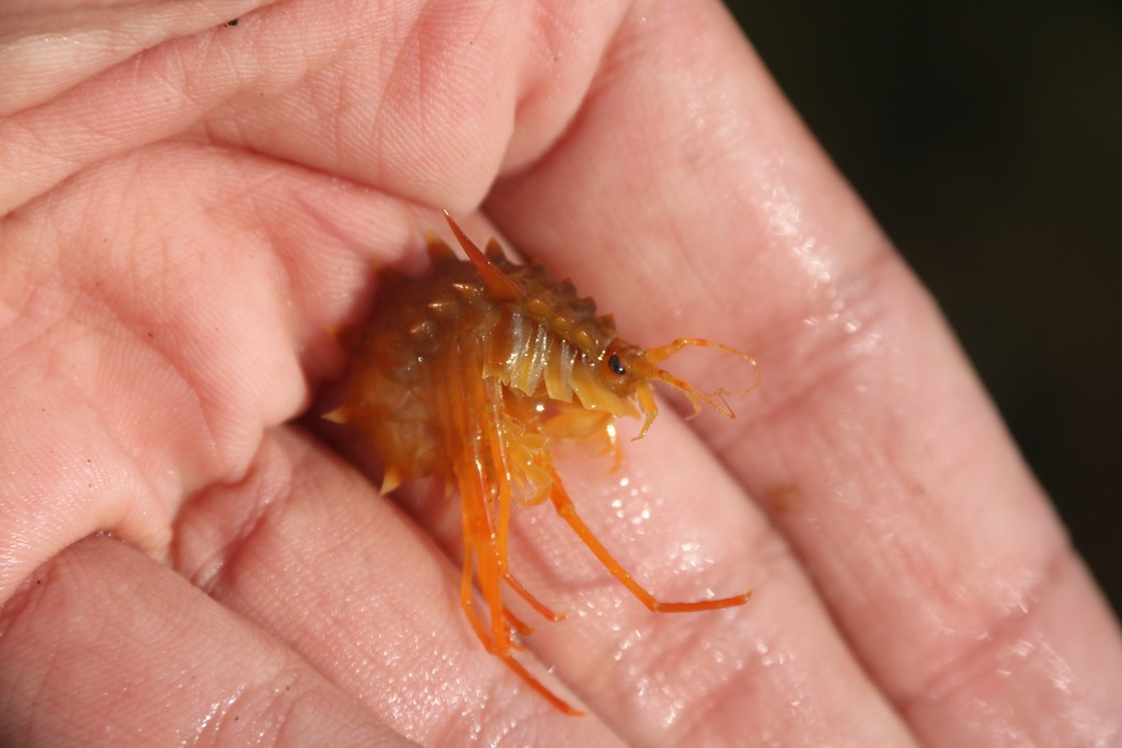 Acanthogammaridae