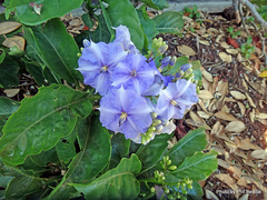 Solanum wendlandii