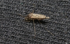 Aedes vigilax