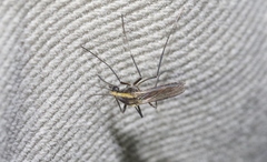 Aedes lineatopennis