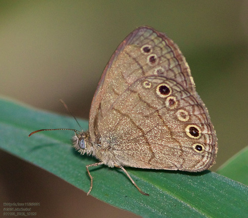 South Texas Satyr photo 2