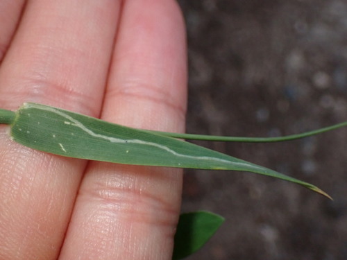 Grass Sheathminer Fly photo 2