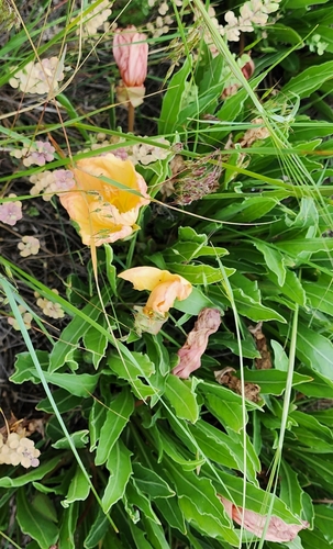 Image of Oenothera howardii by (c) Darrin LeBlanc, some rights reserved (CC BY)
