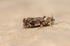 Olethreutes auricapitana