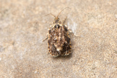Olethreutes auricapitana