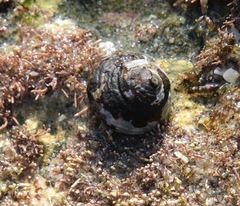 Tegula funebralis