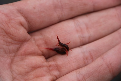Eulimnogammarus cruentus