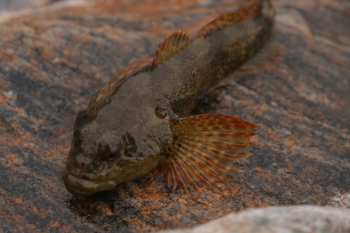 Stone Sculpin