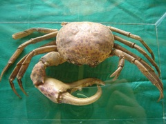 Sylviocarcinus devillei