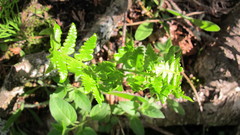 Dryopteris clintoniana