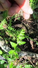 Dryopteris clintoniana