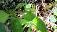 Dryopteris clintoniana