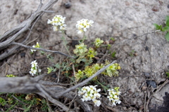 Polyctenium fremontii