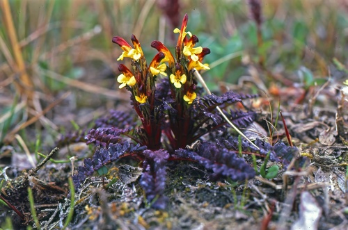 red-tipped lousewort