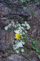 Phlox pulvinata