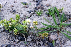 Polyctenium fremontii