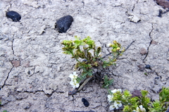 Polyctenium fremontii