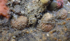 Bostrycapulus aculeatus