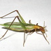 Pine Tree Cricket - Photo (c) Anita Gould, some rights reserved (CC BY-NC), uploaded by Anita