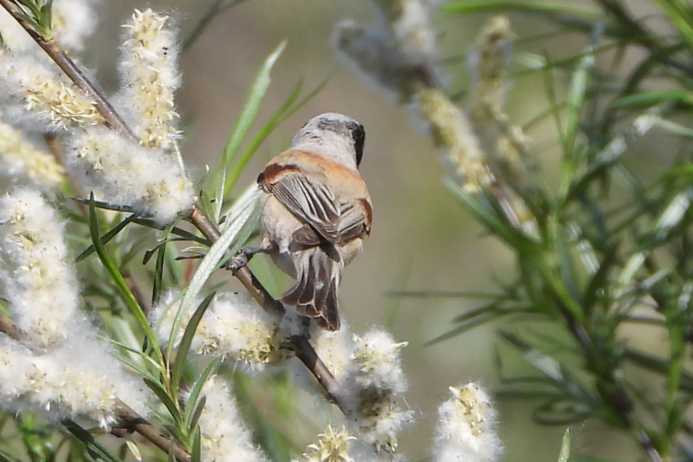 White-crowned Penduline Tit