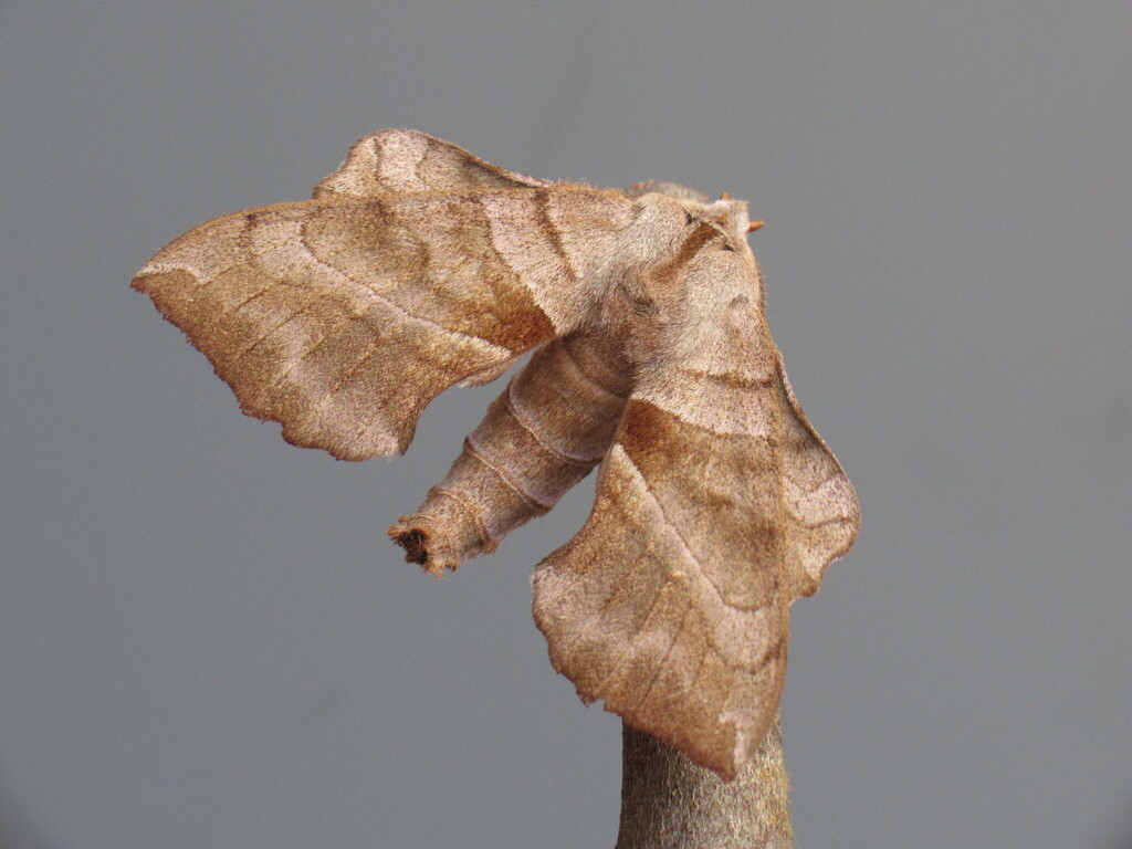 Walnut Sphinx from Bellbrook, Greene County, OH, USA on June 28, 2023 ...