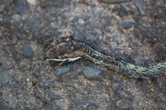 Leptophis