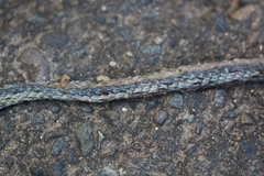 Leptophis