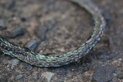 Leptophis
