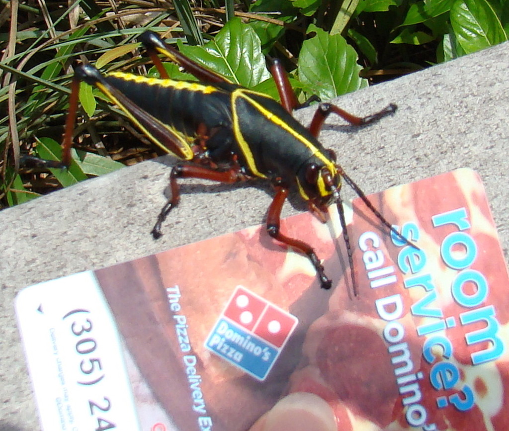 Eastern Lubber Grasshopper, Florida, United States, photo 1 of 10