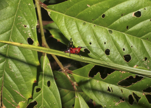 Black-kneed Meadow Katydid