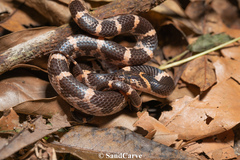 Rose Big-Tooth Snake photo 2