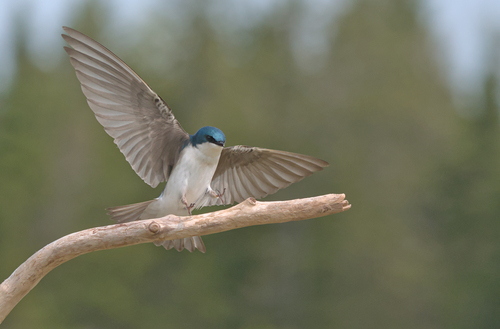 Tree Swallow (Tachycineta bicolor), photo 5