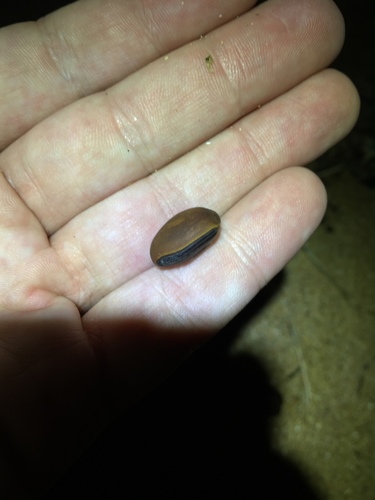 Canavalia cathartica observed 2018-12-20