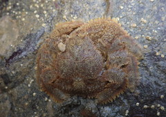 Hapalogaster cavicauda