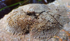 Hapalogaster cavicauda