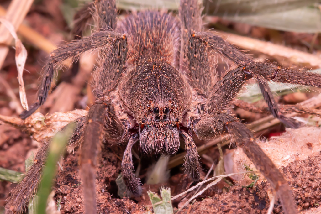 Centroctenus