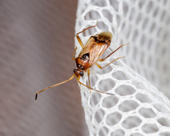 Eustictus