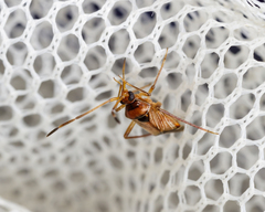 Eustictus