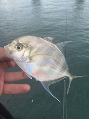 Bluefin Kingfish photo 4