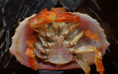 Cryptolithodes sitchensis