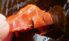 Cryptolithodes sitchensis