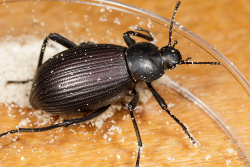 Rough-lipped Darkling Beetle