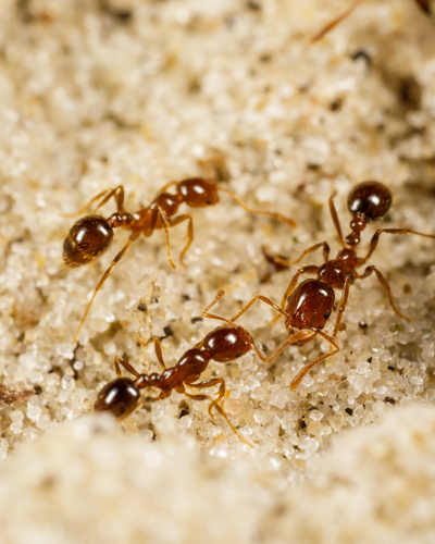 Tropical Fire Ant photo 3